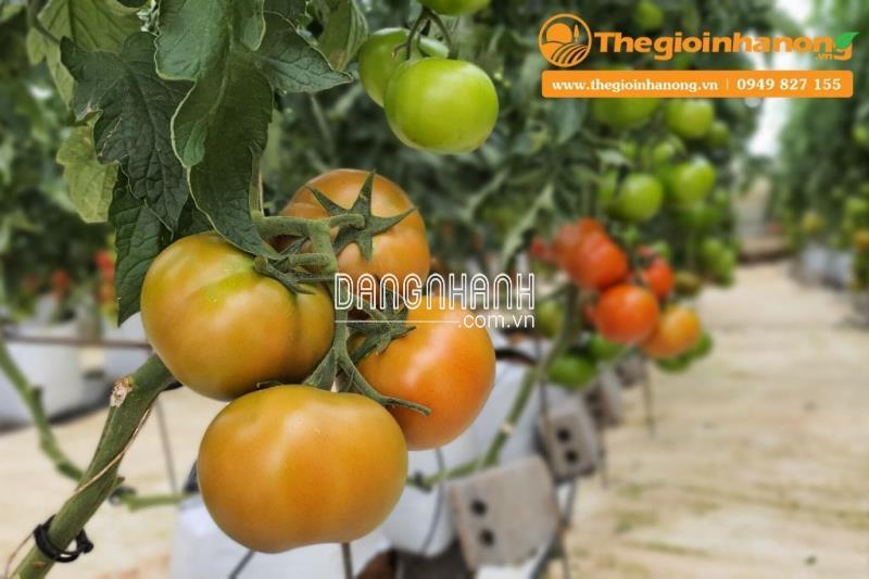 DUNG DỊCH THỦY CANH CHO CÀ CHUA (AB TOMATO)