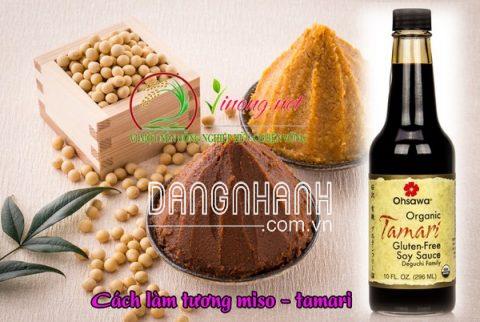 Bào tử mốc tương aspergillus oryzae