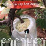 100 túi bọc trái ổi, na kích thước 18×18