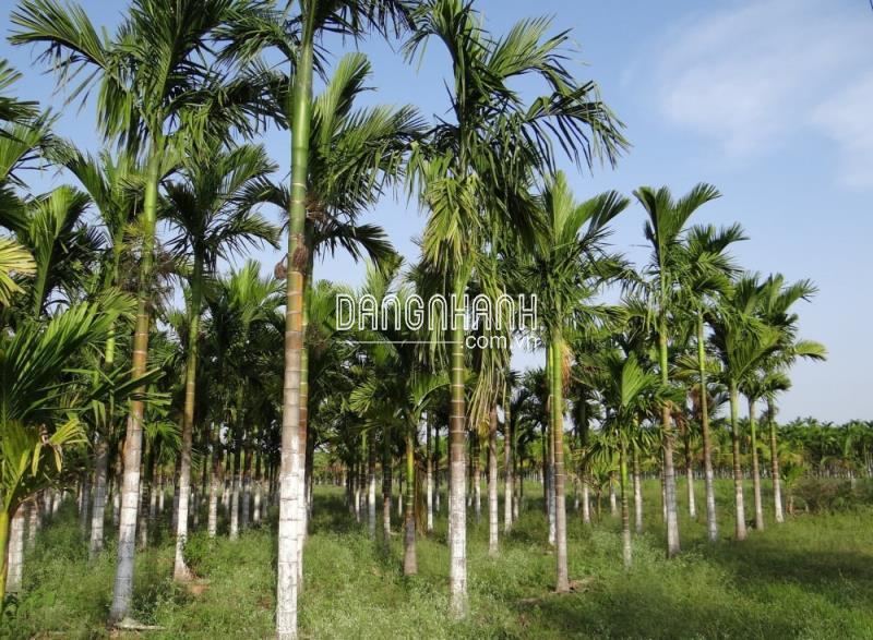 Bán cây cau lùn giá tốt nhất tại Thành phố Hồ Chí Minh