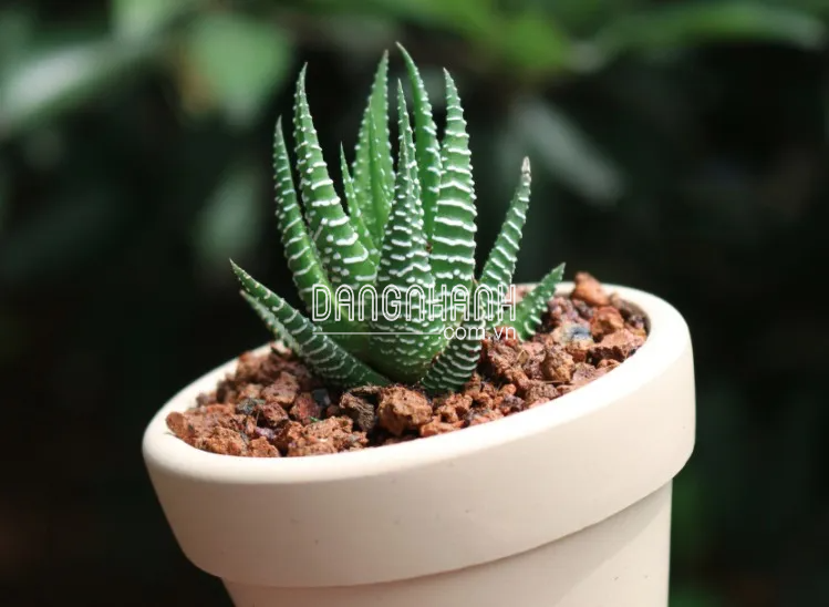Sen Đá Hợp Mệnh Mộc: Sự Kết Hợp Tinh Tế Giữa Thiên Nhiên và Phong Thủy